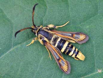 Bembecia astragali J. Joan. adulte - �Lionel Taurand