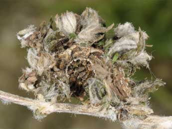  Chenille de Thetidia smaragdaria F. - �Wolfgang Wagner, www.pyrgus.de