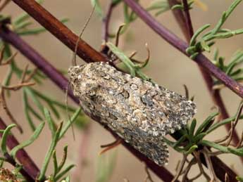 Cardepia sociabilis Grasl. adulte - �Daniel Morel