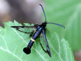 Synanthedon soffneri Spatenka adulte - �Daniel Morel