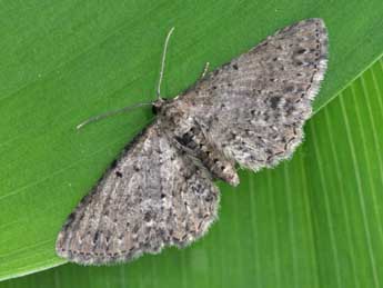 Anticollix sparsata Tr. adulte - �Philippe Mothiron