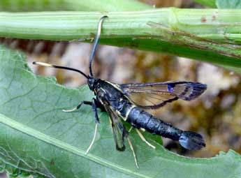 Synanthedon spheciformis D. & S. adulte - �Daniel Morel