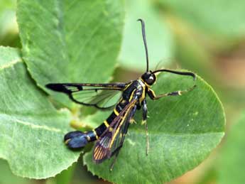 Synanthedon spuleri Fuchs adulte - �Daniel Morel