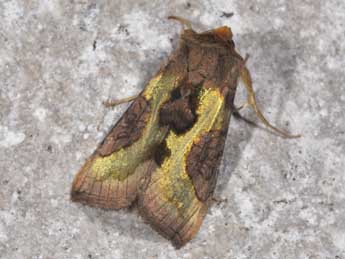 Diachrysia stenochrysis Warr. adulte - �Philippe Mothiron