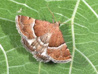 Odice suava Hb. adulte - �Philippe Mothiron