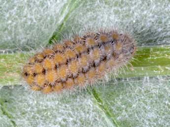  Chenille de Jordanita subsolana Stgr - �Wolfgang Wagner, www.pyrgus.de