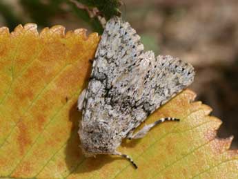 Antitype suda Gey. adulte - �Emmanuel Ruiz