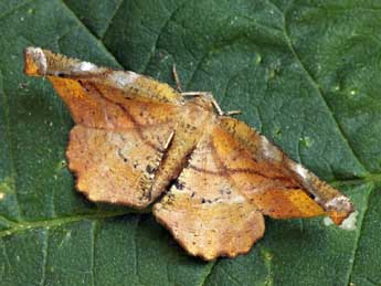 Apeira syringaria L. adulte - �Daniel Morel