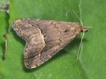 Schrankia taenialis Hb. adulte - �Philippe Mothiron