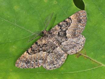 Selidosema taeniolaria Hb. adulte - �Philippe Mothiron