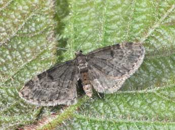 Eupithecia tantillaria Bsdv. adulte - �Philippe Mothiron
