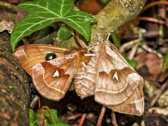 Aglia tau L. adulte - �Luc Boulay