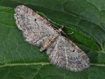 Eupithecia tenuiata Hb. adulte - �Philippe Mothiron