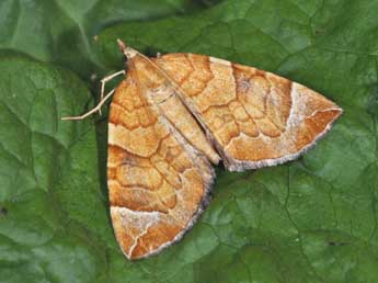 Eulithis testata L. adulte - �Philippe Mothiron