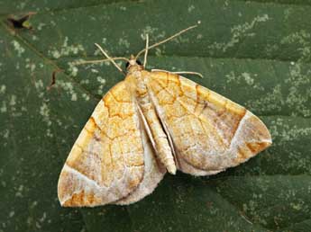 Eulithis testata L. adulte - �Daniel Morel