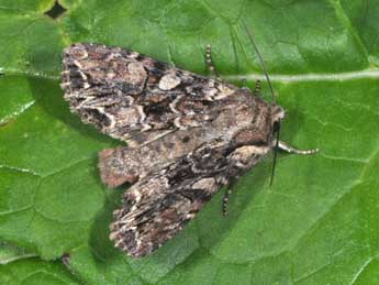 Lacanobia thalassina Hfn. adulte - �Philippe Mothiron