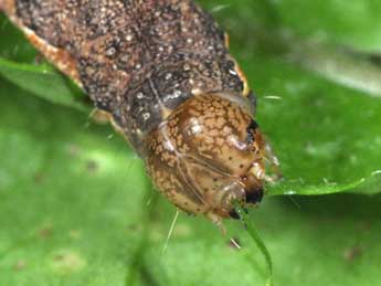  Chenille de Lacanobia thalassina Hfn. - �Philippe Mothiron