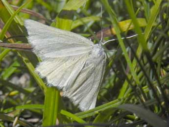 Crocota tinctaria Hb. adulte - �Philippe Mothiron