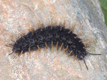  Chenille de Boloria titania Esp. - �Wolfgang Wagner, www.pyrgus.de