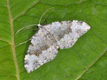 Coenotephria tophaceata D. & S. adulte - �Philippe Mothiron