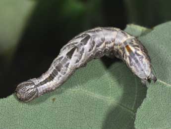  Chenille de Notodonta torva Hb. - �Philippe Mothiron