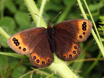 Erebia triarius Prun. adulte - �Daniel Morel