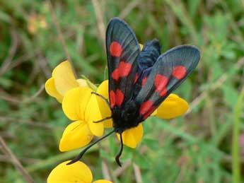 Zygaena trifolii Esp. adulte - �Philip Clarke