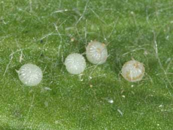  Oeuf de Charanyca trigrammica Hfn. - �Philippe Mothiron