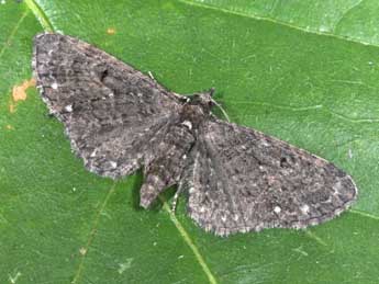 Eupithecia tripunctaria H.-S. adulte - �Philippe Mothiron