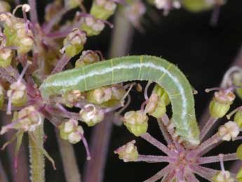  Chenille de Eupithecia trisignaria H.-S. - �Wolfgang Wagner, www.pyrgus.de