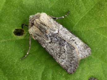 Agrotis turatii Stdf. adulte - �Daniel Morel