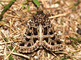 Leucochlaena turatii Schaw. adulte - �St�phane Grenier