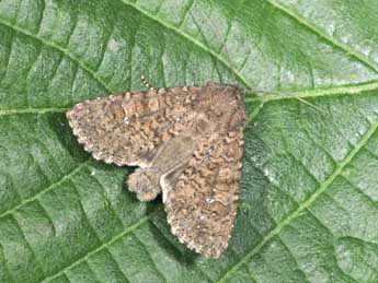 Sideridis turbida Esp. adulte - �Philippe Mothiron