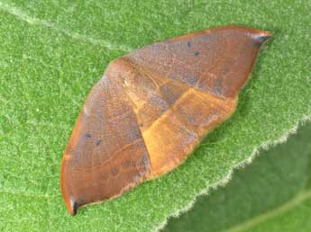 Watsonalla uncinula Bkh. adulte - �Philippe Mothiron