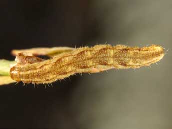  Chenille de Eupithecia undata Frr - �Wolfgang Wagner, www.pyrgus.de