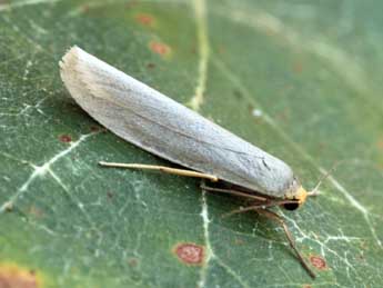 Indalia uniola Rbr adulte - �Daniel Morel