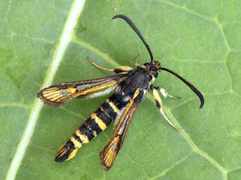 Bembecia uroceriformis Tr. adulte - �Daniel Morel