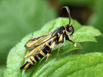 Bembecia uroceriformis Tr. adulte - �Daniel Morel
