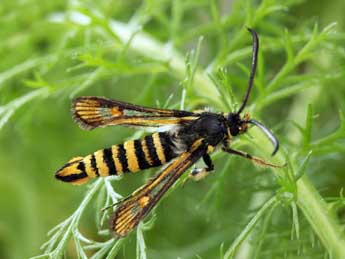 Bembecia uroceriformis Tr. adulte - �Daniel Morel