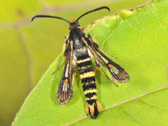 Bembecia uroceriformis Tr. adulte - �Philippe Mothiron