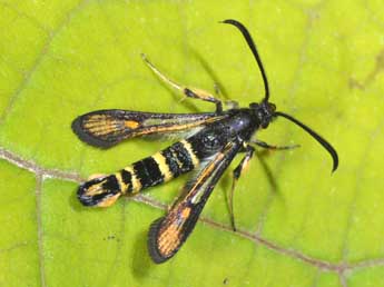 Bembecia uroceriformis Tr. adulte - �Philippe Mothiron