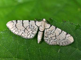 Eupithecia venosata F. adulte - �Philippe Mothiron
