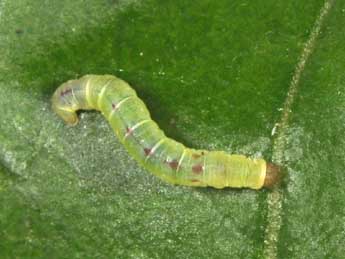  Chenille de Acasis viretata Hb. - �Philippe Mothiron