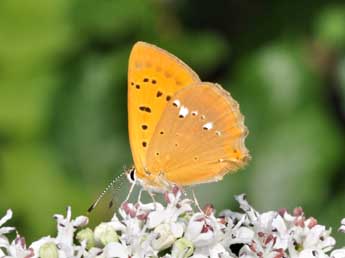 Lycaena virgaureae L. adulte - �Philippe Mothiron