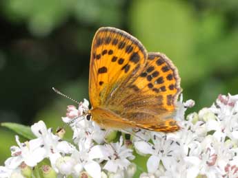 Lycaena virgaureae L. adulte - �Philippe Mothiron