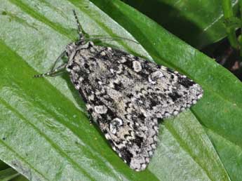 Xestia viridescens Trti adulte - �Philippe Mothiron