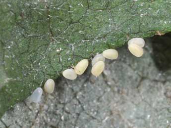  Oeuf de Horisme vitalbata D. & S. - �Philippe Mothiron