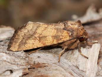 Gortyna xanthenes Germ. adulte - �St�phane Grenier