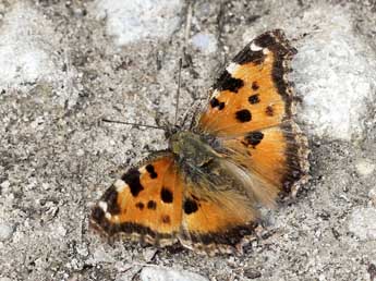 Nymphalis xanthomelas D. & S. adulte - �Simon Regnard
