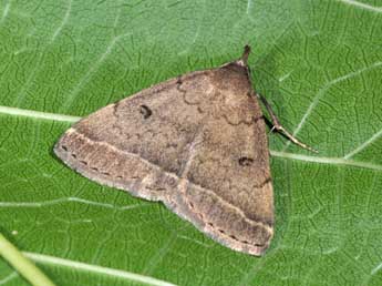 Zanclognatha zelleralis Wocke adulte - �Philippe Mothiron